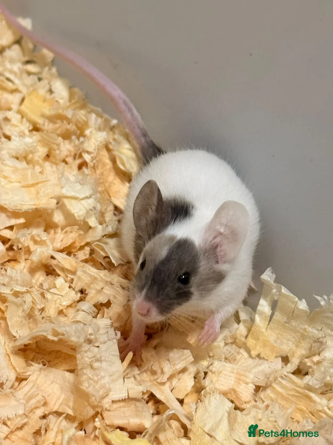 Mouse rodents for sale: Beautiful Baby Mice Males and Females - Advert 2