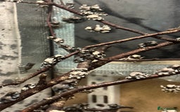 Frog reptiles for sale: Beautiful Amazon Milk Froglets  - Image 2