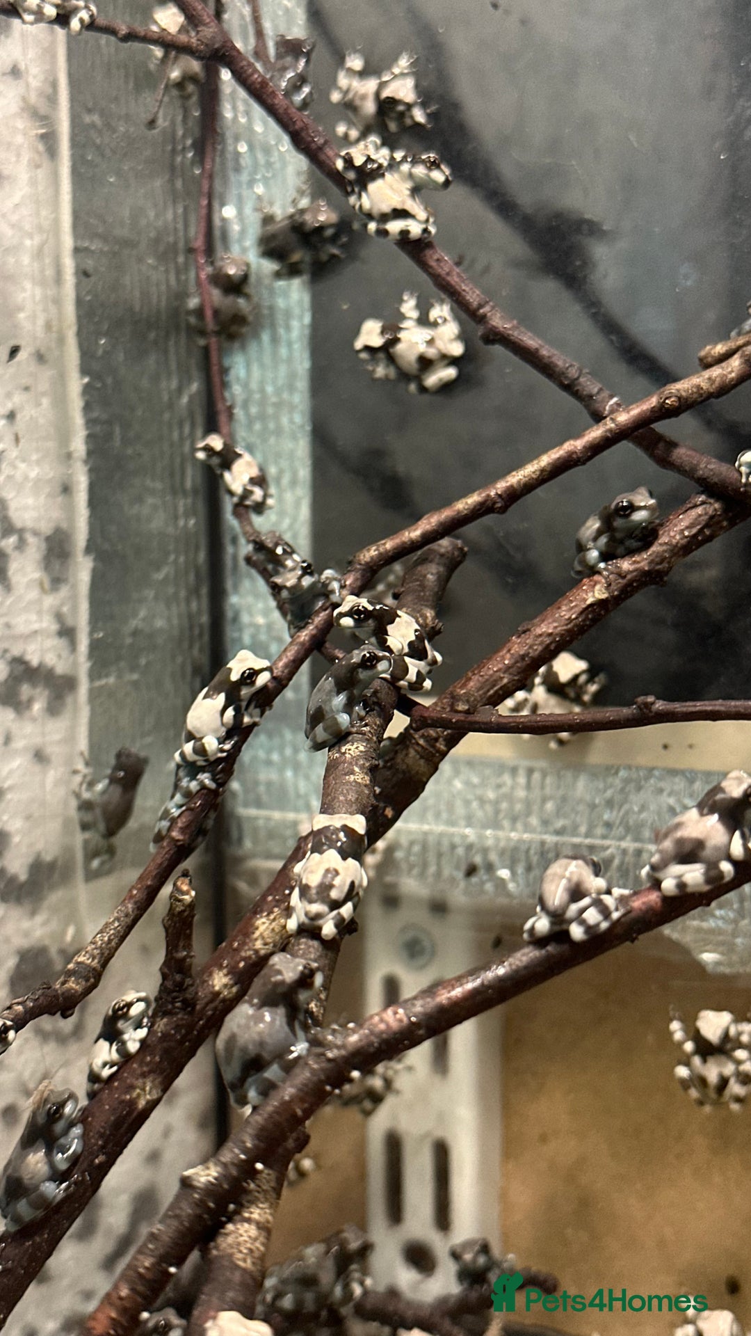 Frog reptiles for sale: Beautiful Amazon Milk Froglets  - Image 2