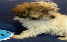 Mixed Breed dogs for sale: Beautiful Shihpoo cross maltese puppies - Image 19