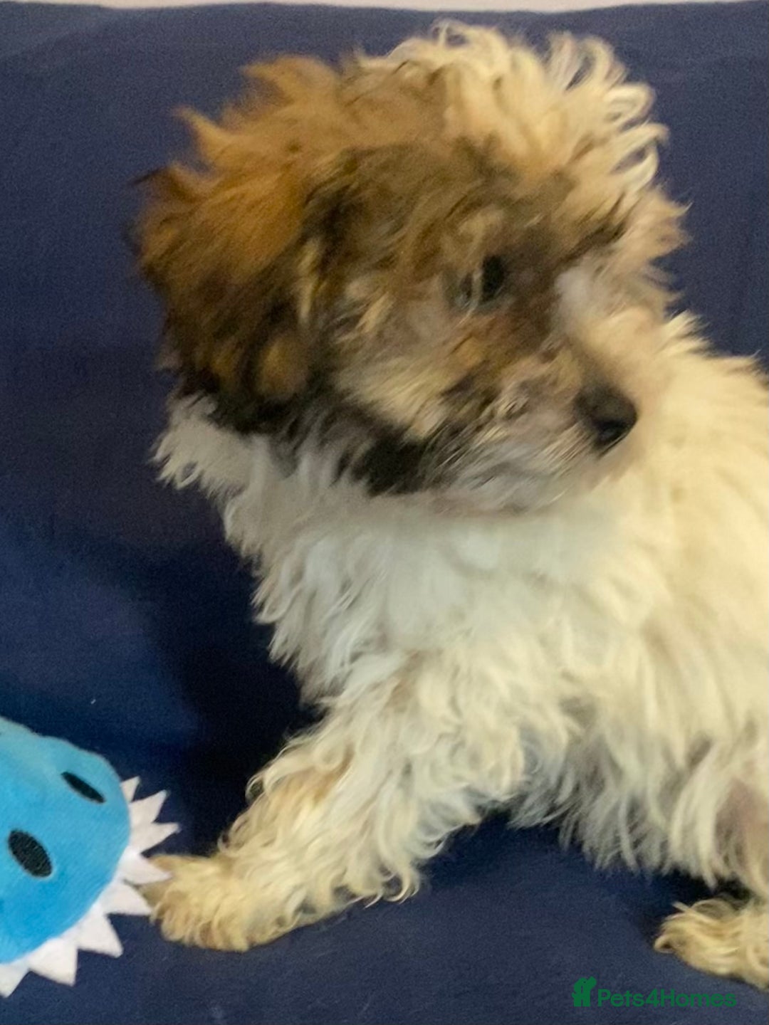 Mixed Breed dogs for sale: Beautiful Shihpoo cross maltese puppies - Image 19