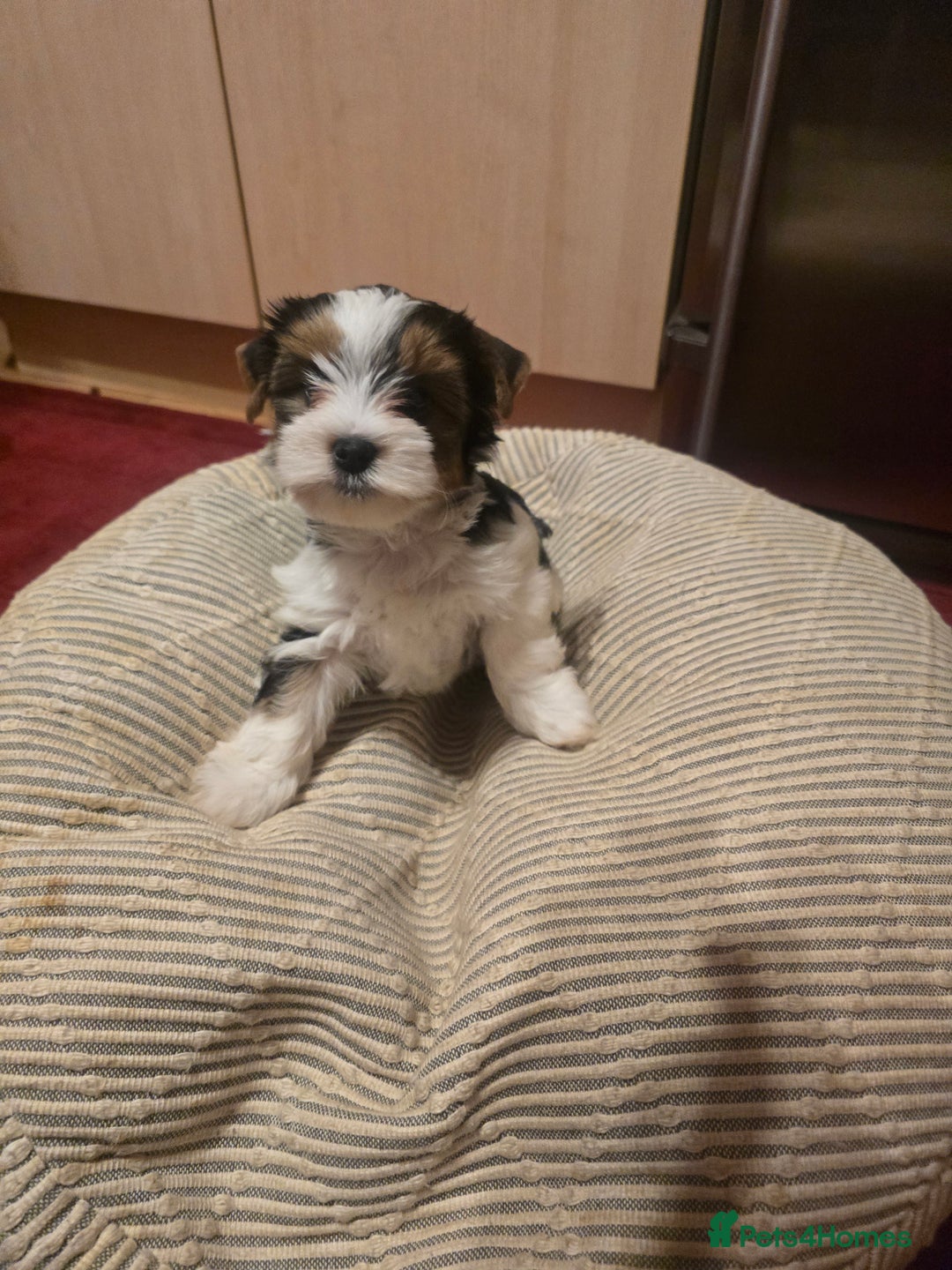 Yorkshire Terrier dogs for sale: Boy brewier yorkshire terrier - Image 4