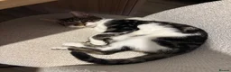 Domestic Shorthair cats for sale: 6 month old kitten looking for her forever home - Advert 4