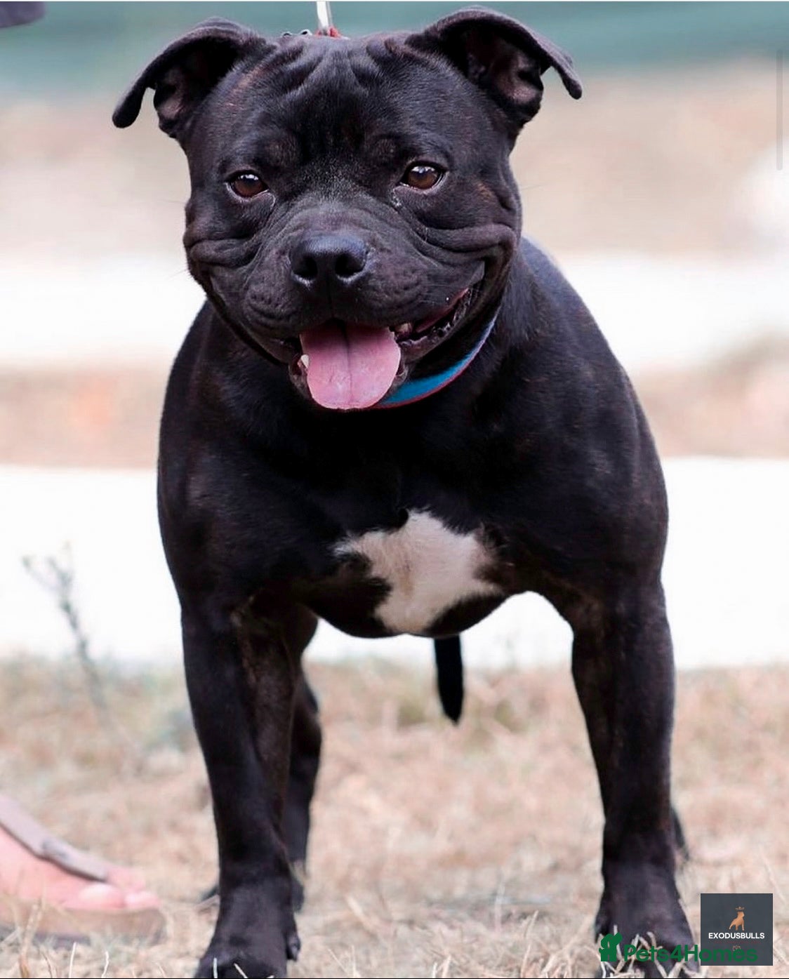 Staffordshire Bull Terrier dogs 📣THE 🔝 PRODUCING BLACK BLUE GENE CHAMPION IN UK  in Faversham - Advert 6