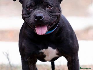 Staffordshire Bull Terrier dogs 📣THE 🔝 PRODUCING BLACK BLUE GENE CHAMPION IN UK in Faversham - Advert 6