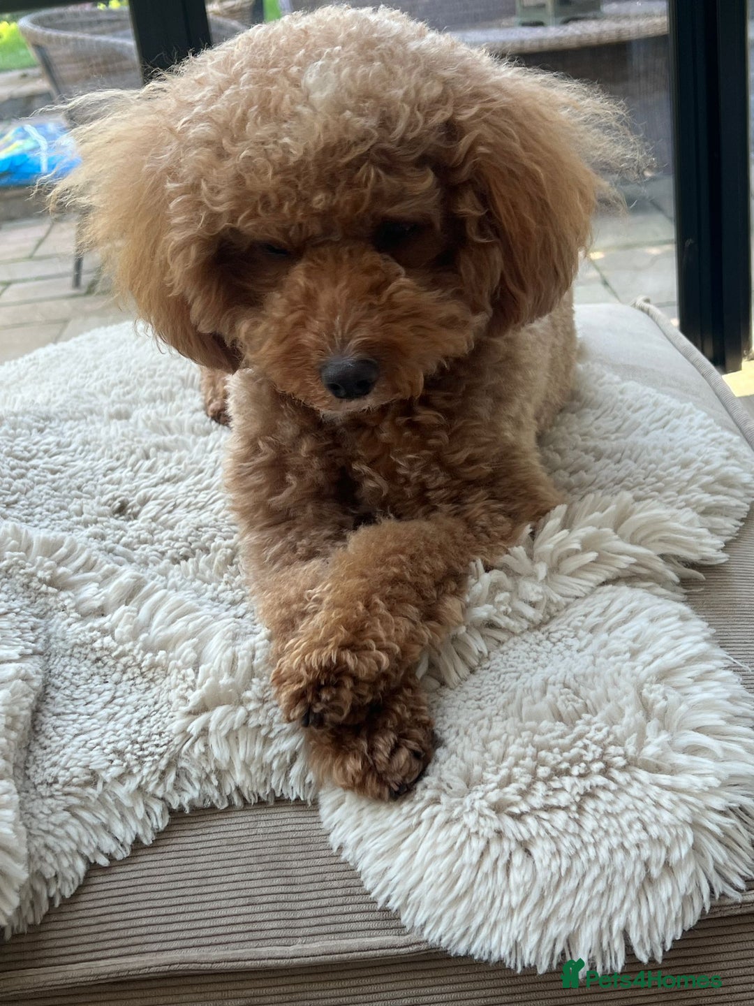 Cockapoo dogs for sale: Ready Now F1b Fox Red Curly Cuties - Image 3