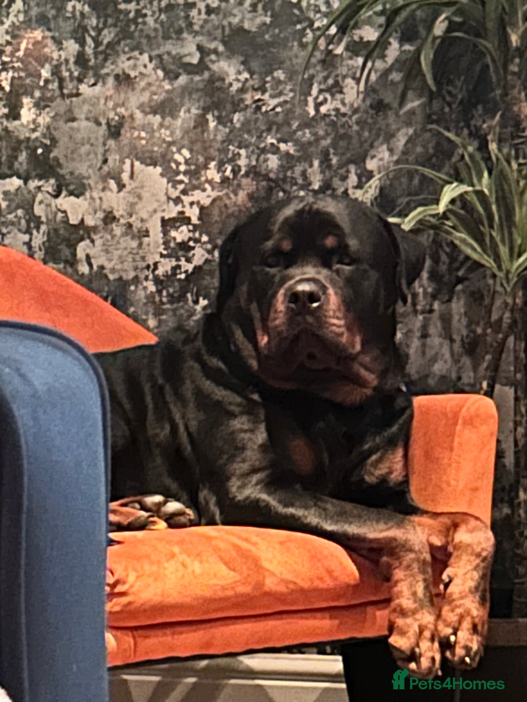 Rottweiler dogs for stud: Pablo in Birmingham - Advert 4