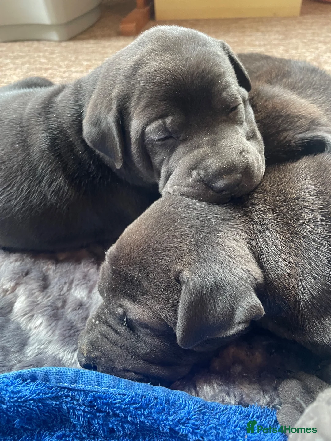 Mixed Breed dogs for sale: 3 Gorgous shar pei x Labrador pups RTL - Advert 1