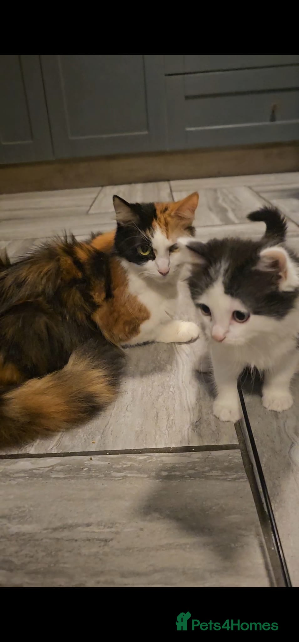 Mixed Breed cats Lovely mixed kittens - Advert 5