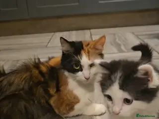 Mixed Breed cats Lovely mixed kittens - Advert 5