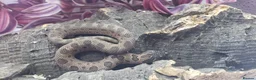 Snake reptiles for sale: Baby western hognoses from £200  - Advert 7