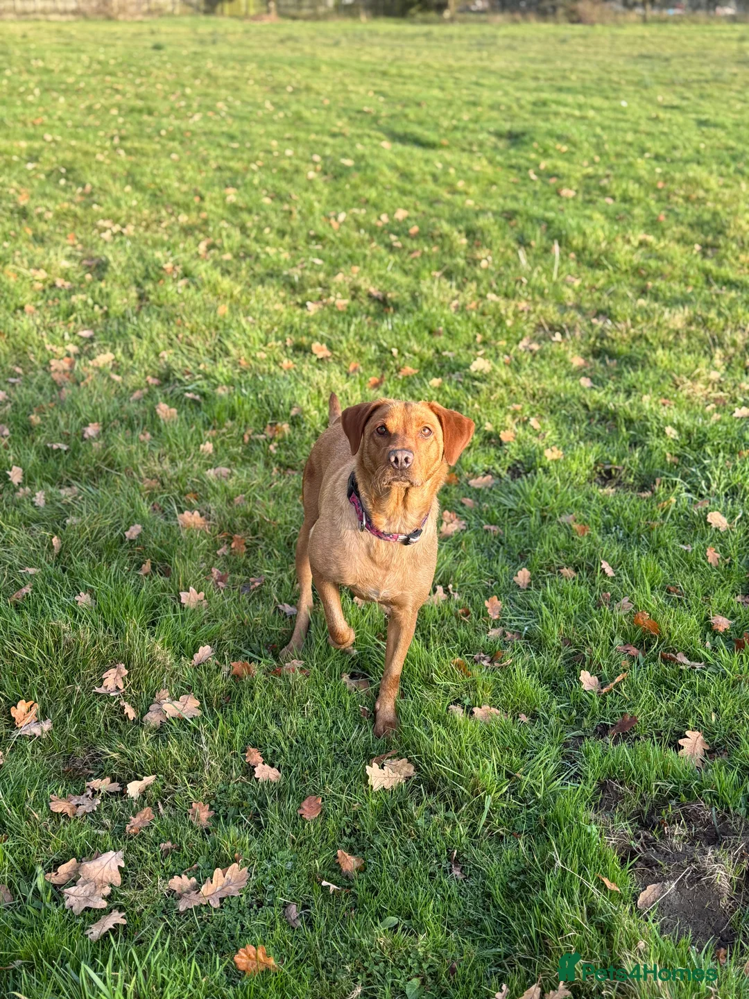 Labrador Retriever dogs for sale: Red fox Labrador girl for sale  in Carlisle - Advert 5