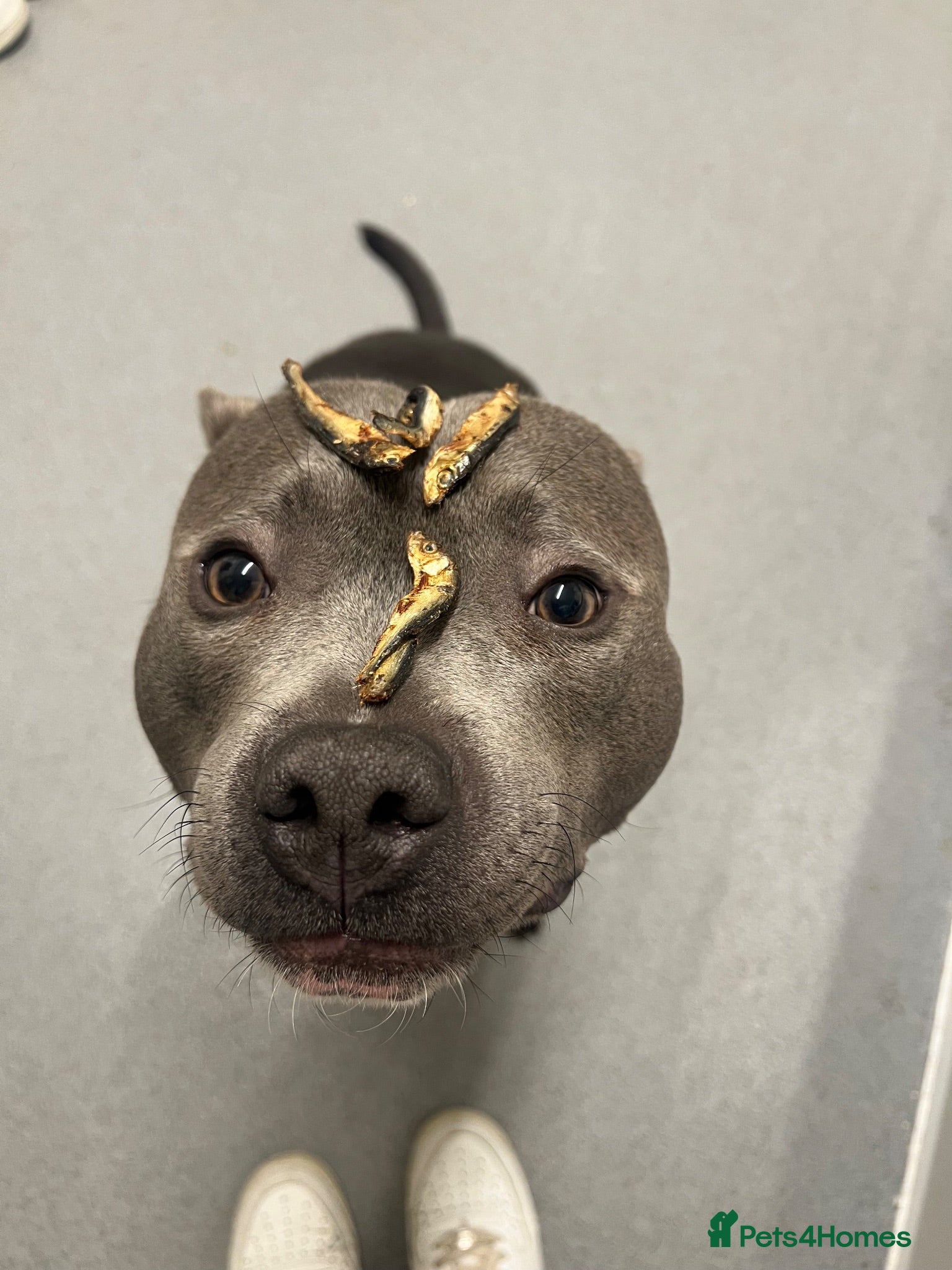 Staffordshire Bull Terrier dogs Monty (Blue staffy) - Advert 1