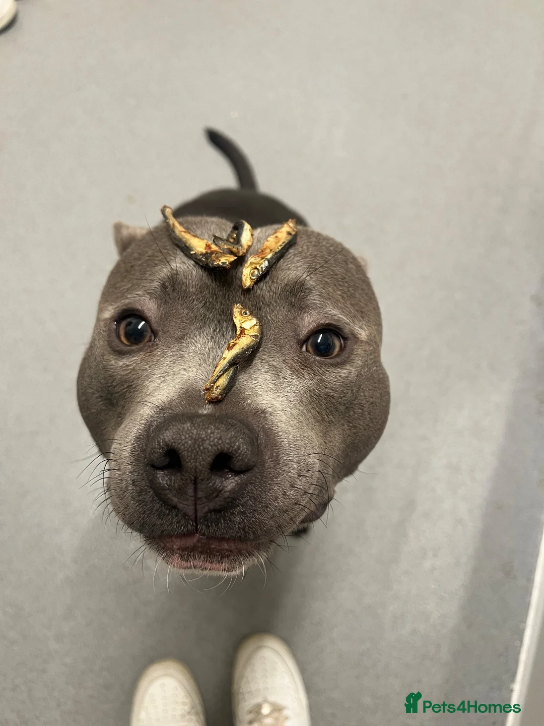 Staffordshire Bull Terrier dogs for sale: Monty (Blue staffy) in Maidenhead - Advert 1