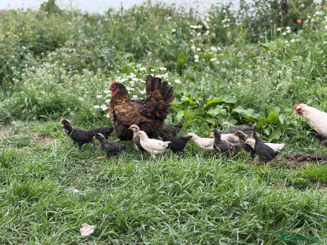 Chickens poultry for sale: Chicks available  - Advert 2