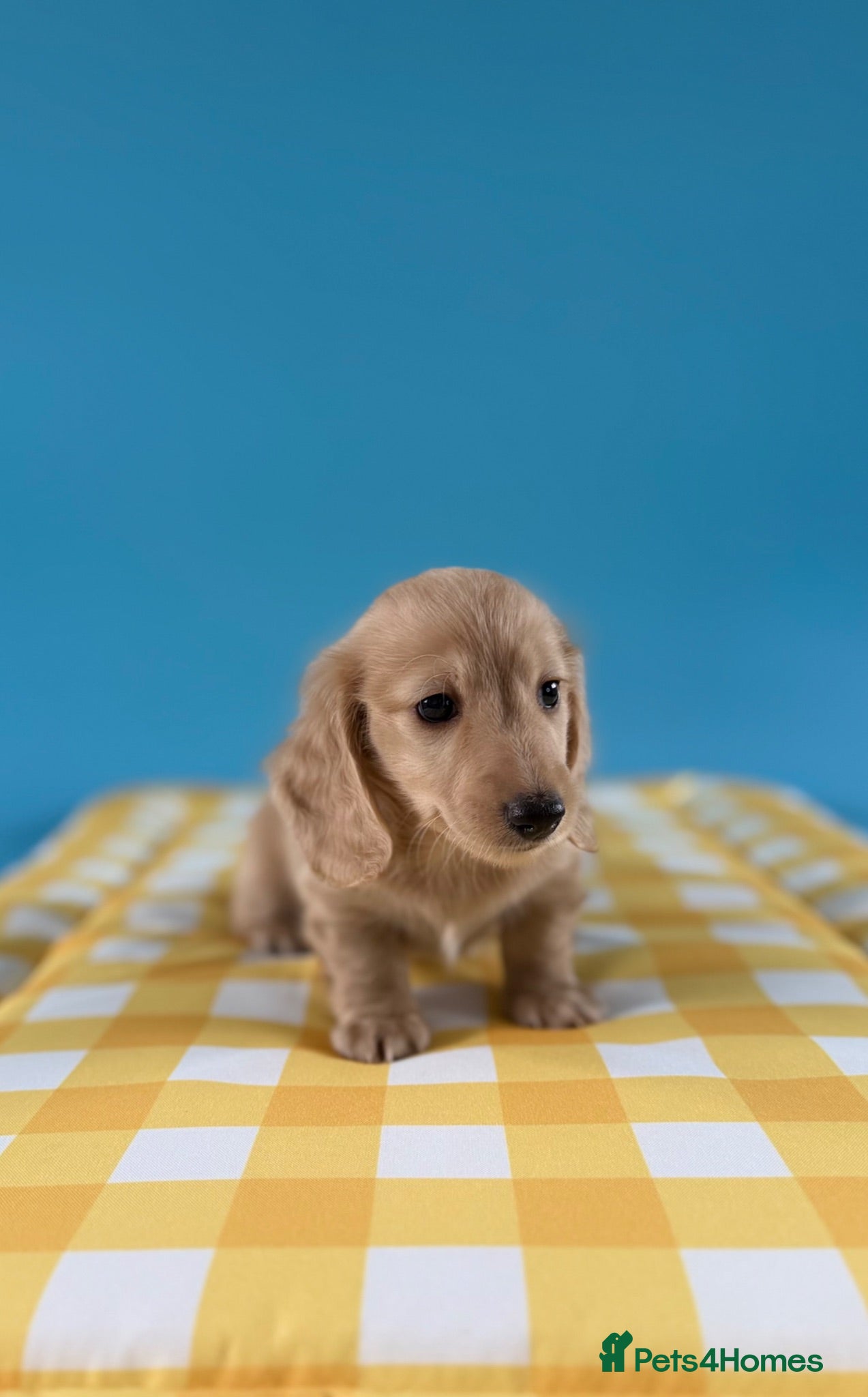 Miniature Dachshund dogs English cream KC registered miniature long haired - Advert 2