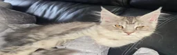 Maine Coon cats for sale: Stunning Maine coon kitten - Advert 4