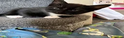 Mixed Breed cats for sale: 2 black&white male kittens ready to go - Advert 2