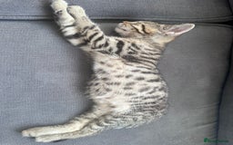 Bengal cats for sale: Last Bengal boy looking for loving home!  - Image 1