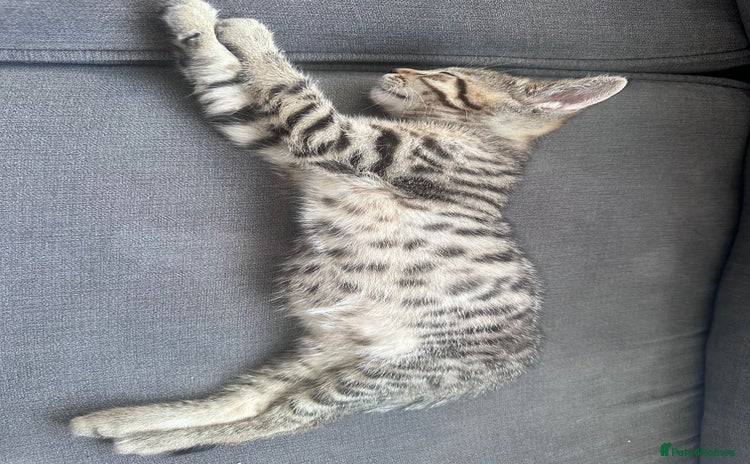 Bengal cats - Advert 10