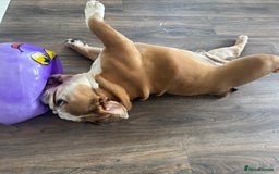 Mixed Breed dogs for sale: Very handsome bulldog - Image 11