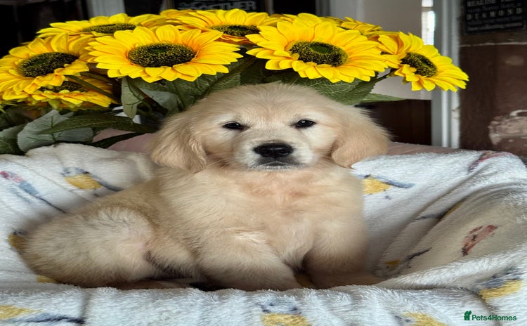 Golden Retriever dogs - Advert 1