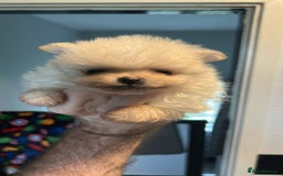 Pomeranian dogs for sale: 3 tiny girls ready now*price reduced £2000 - Advert 20