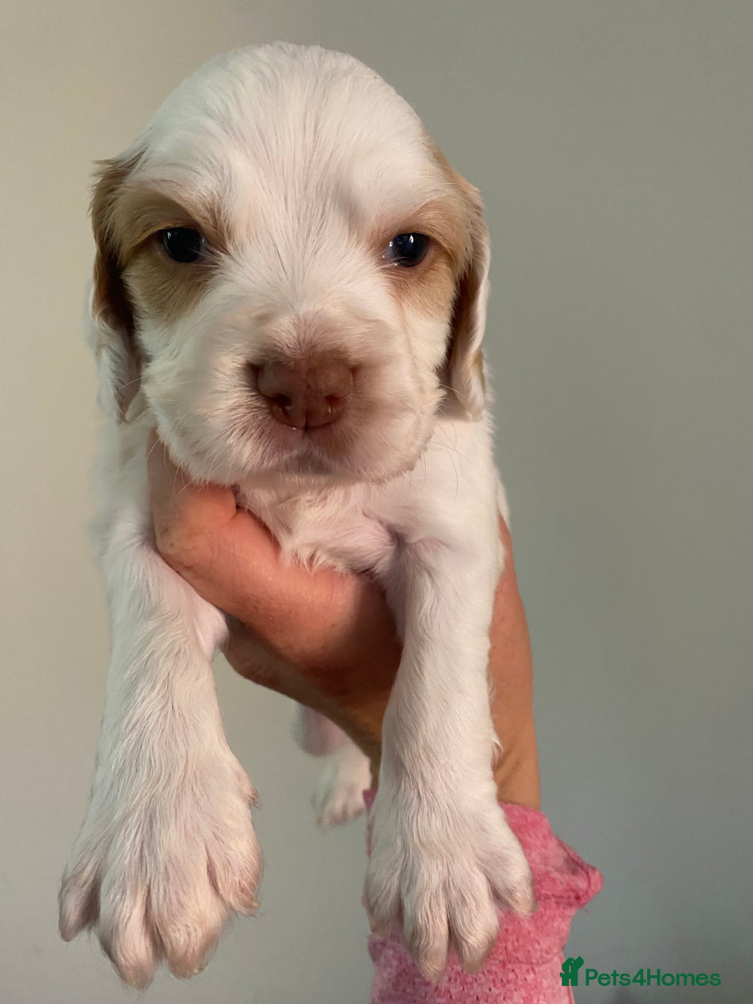 Cocker Spaniel dogs for sale: Cocker spaniel puppies for sale  - Image 15