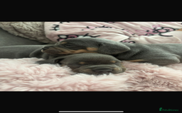 Mixed Breed dogs for sale: two blue & tan french weiners - Image 5