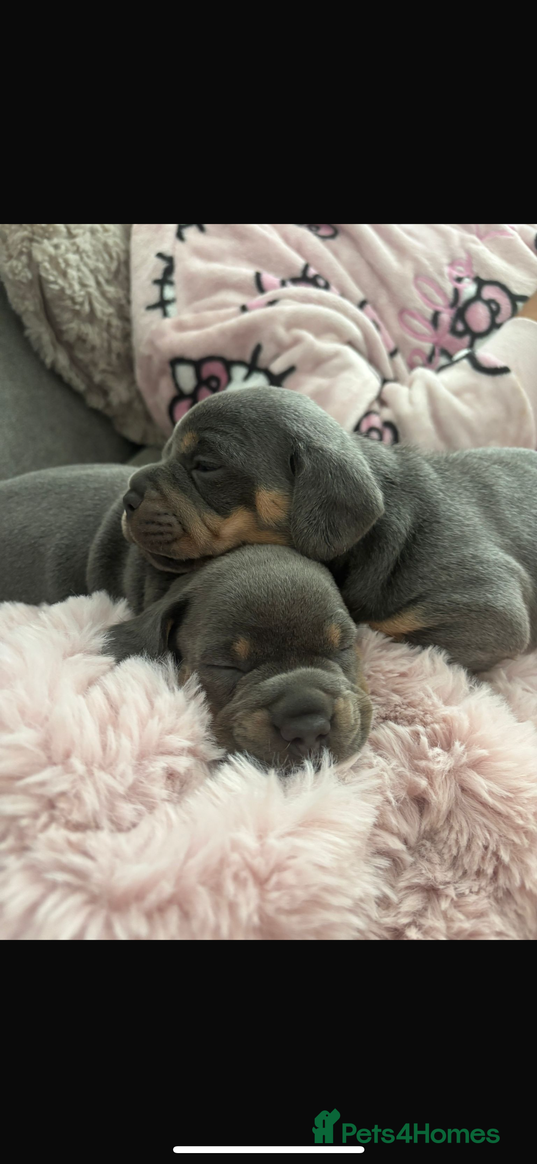 Mixed Breed dogs for sale: two blue & tan french weiners - Image 5