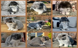 Mini Lop rabbits for sale: Mini Lop Baby Buns 🌸 TWO REMAINING! - Image 9