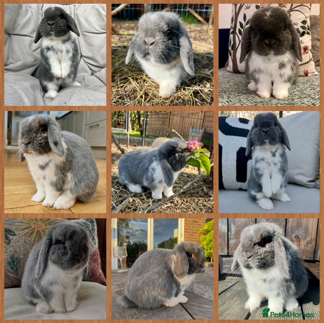 Mini Lop rabbits for sale: Mini Lop Baby Buns 🌸 TWO REMAINING! - Image 9