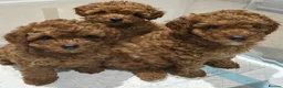 Toy Poodle dogs for sale: Red female KC Reg Toy poodle - Advert 4