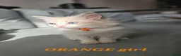 Ragdoll cats for sale: Friendly and playfull Ragdoll x  - Advert 8