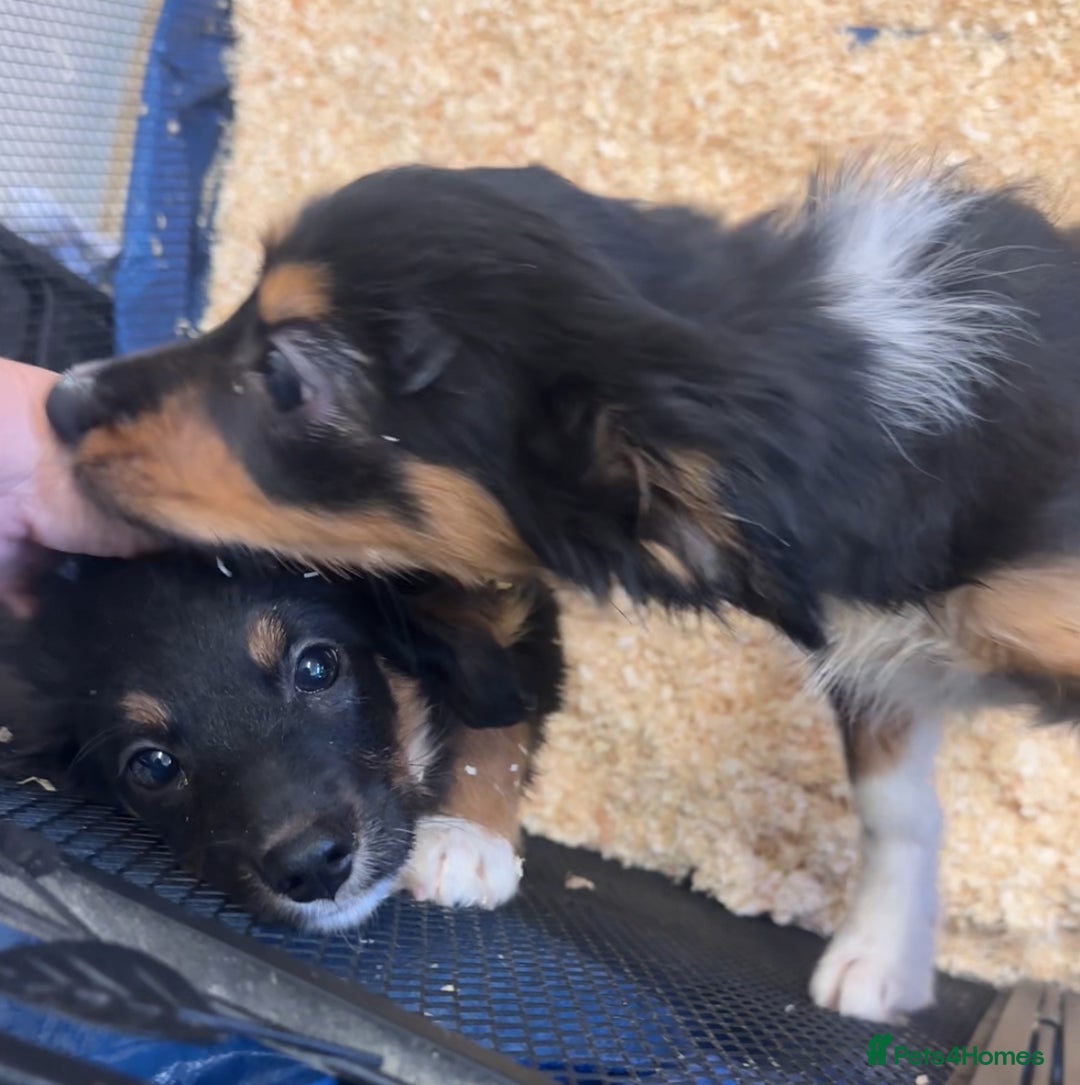 Border Collie dogs for sale: Last 2 girls left  - Advert 2