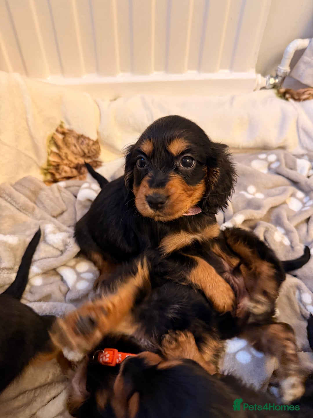 Cocker Spaniel dogs for sale: Pedigree Cocker spaniel puppies for sale  - Image 9