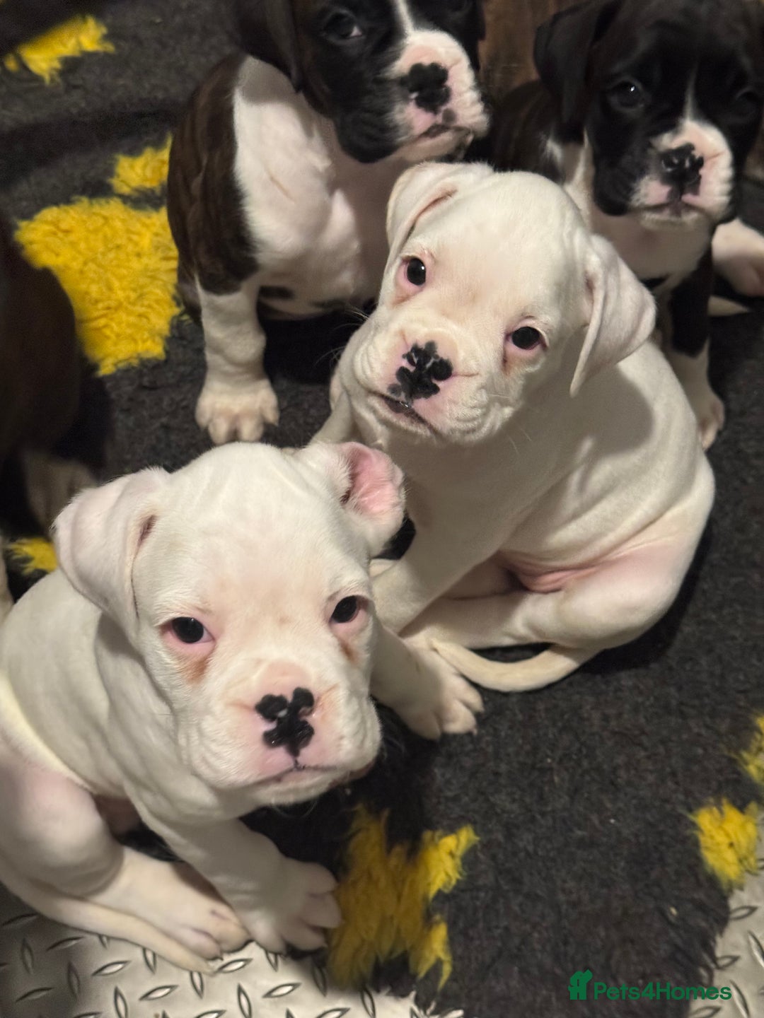 Boxer dogs for sale: LAST 2 boxer puppies  - Advert 1