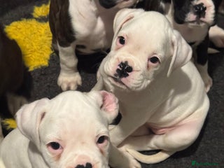 Boxer dogs LAST 2 boxer puppies - Advert 1