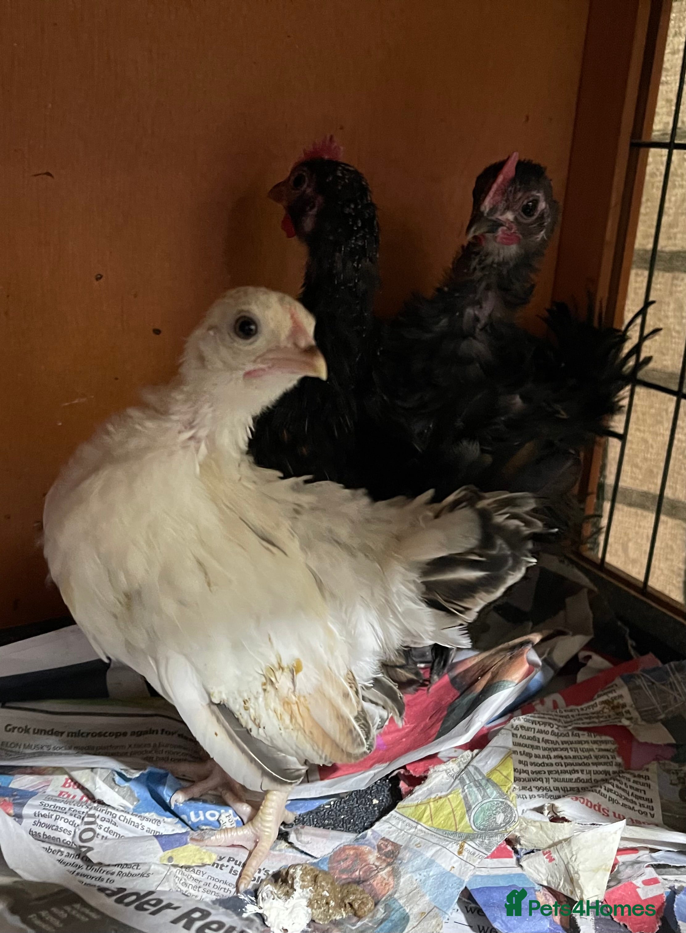 Chickens poultry Mini Serama Chicks - Advert 10