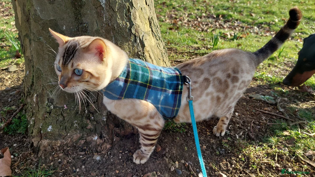 Bengal cats for stud: AMAZING SNOW LYNX STUD BENGAL TICA reg  in Harlow - Advert 17