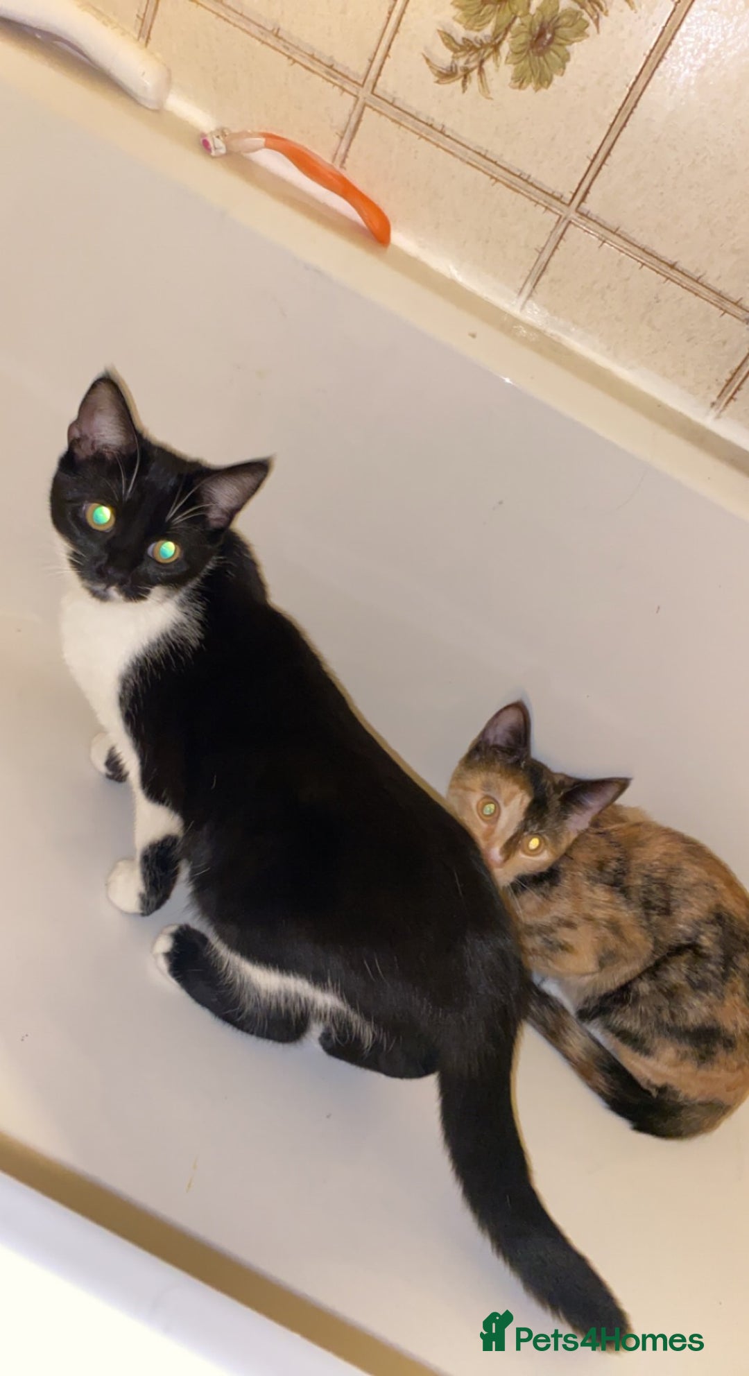 Mixed Breed cats for sale: Loving Indoor Cats Looking for a New Home 🐾 - Advert 4