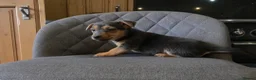 Jack Russell dogs for sale: Short Legged Jack Russell Puppies  - Advert 9