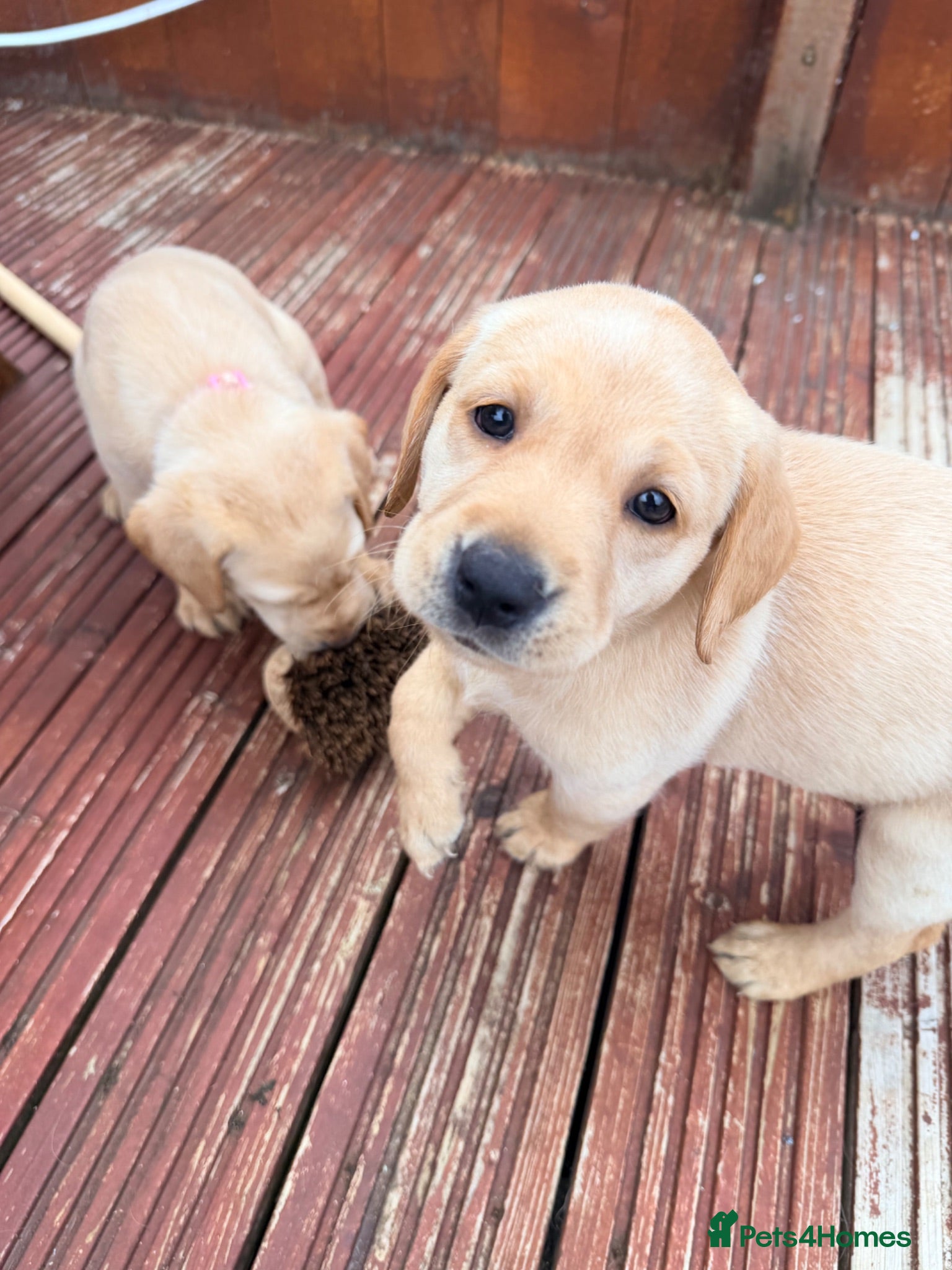 Labrador Retriever dogs Yellow/Red working Labradors - Advert 2