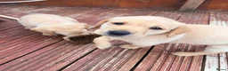 Labrador Retriever dogs for sale: Yellow/Red working Labradors - Advert 1