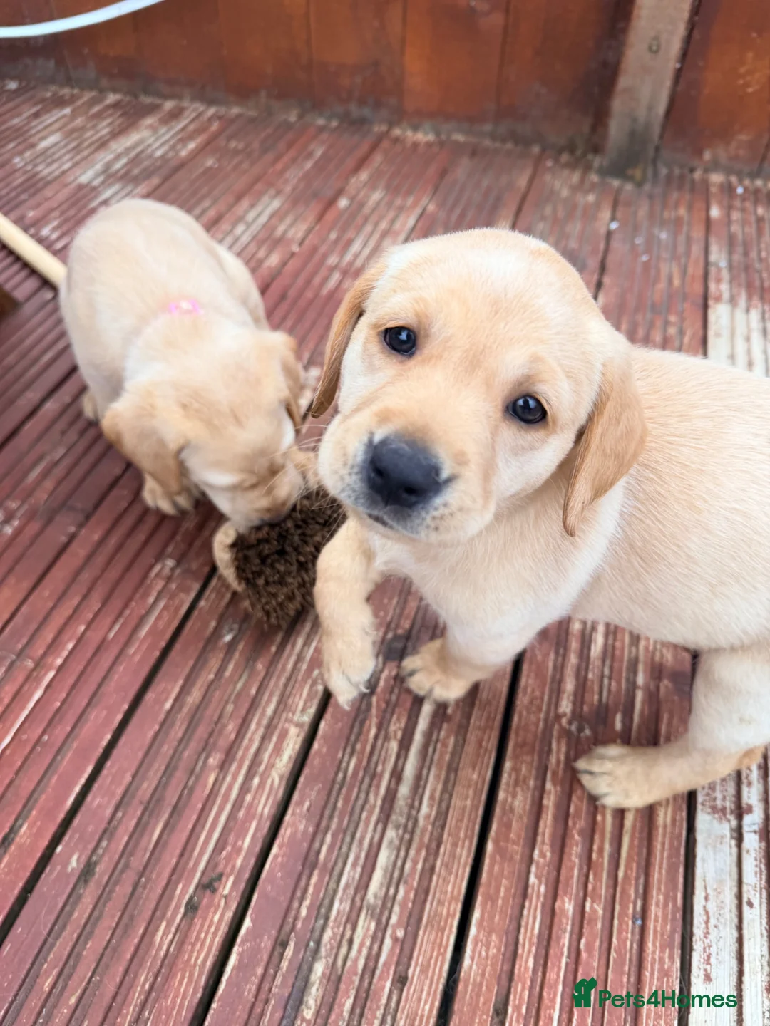 Labrador Retriever dogs for sale: Yellow/Red working Labradors - Advert 1