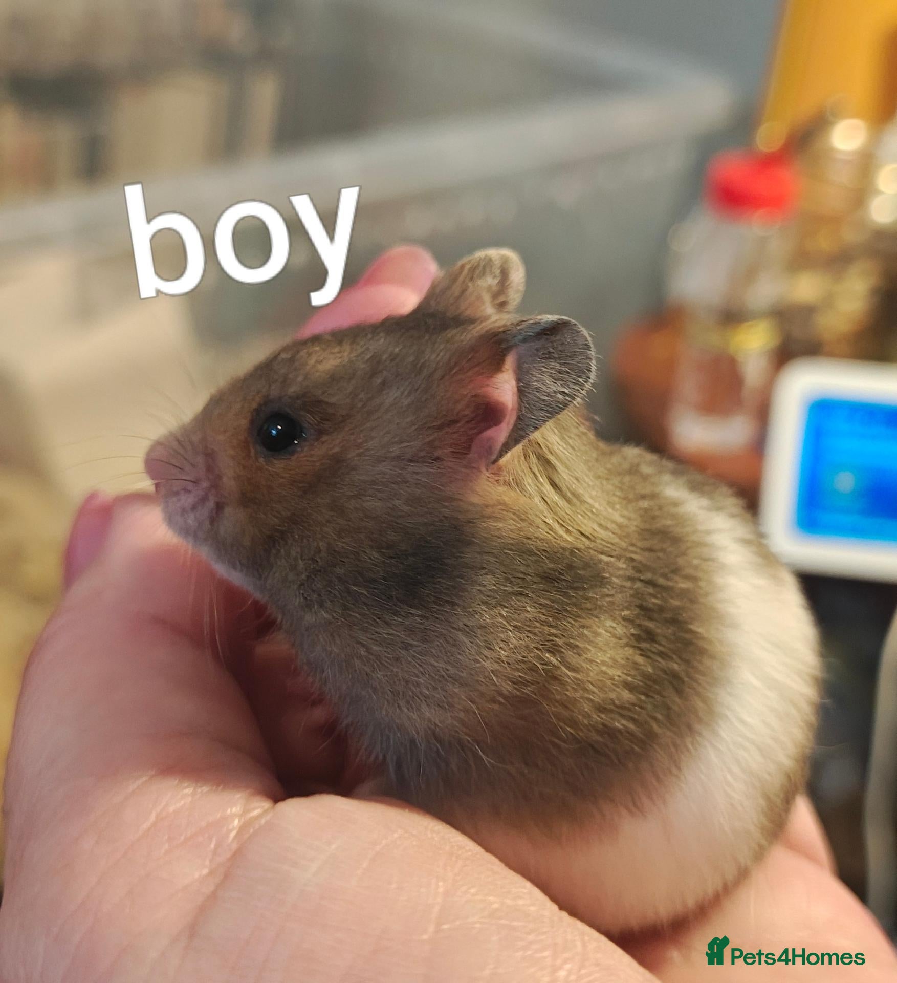 Hamster rodents Baby Syrian Hamsters ready to go NOW! - Advert 6