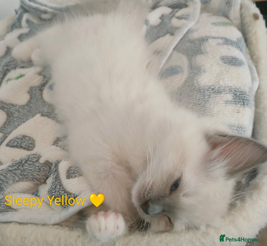 Ragdoll cats for sale: Stunning,TICA registered Ragdoll kittens - Image 28