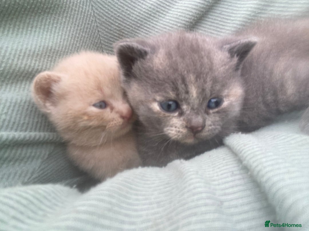British Shorthair cats for sale: X BSH female grey available  - Image 14