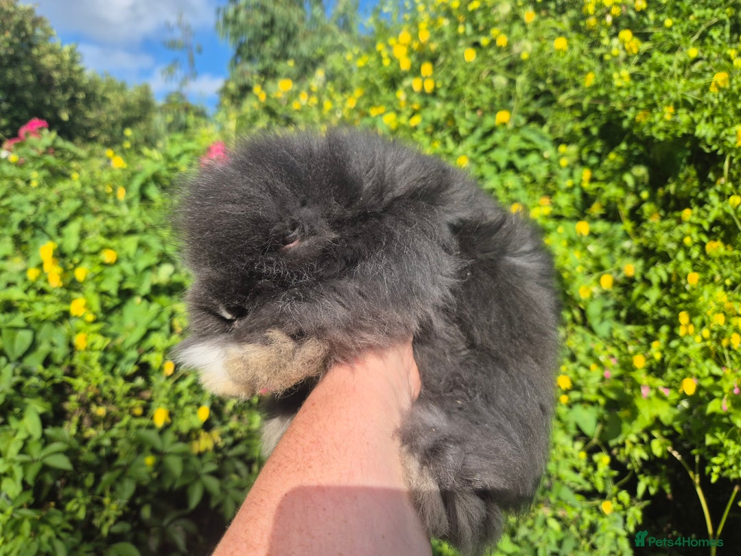 Angora rabbits for sale: 😍Large Angora babies- parents imported from 🇫🇷  - Image 3