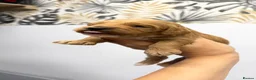 American Cocker Spaniel dogs for sale: American Cockapoo Puppies – Health Tested Parents in Wakefield - Advert 10